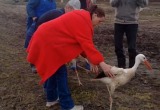 Двух аистов из центра "Феникс" вернули в дикую природу
