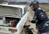 Кинологи и ДПС провели рейд на калужской трассе