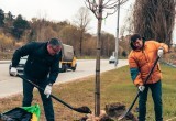 На Яченской набережной посадили остролистые клёны