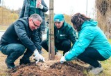 На Яченской набережной посадили остролистые клёны