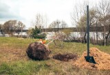 На Яченской набережной посадили остролистые клёны
