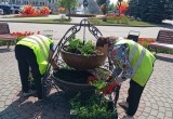 Калужские улицы будут цвести до осени благодаря поэтапным посадкам