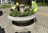 Калужские улицы будут цвести до осени благодаря поэтапным посадкам