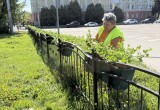 Калужские улицы будут цвести до осени благодаря поэтапным посадкам