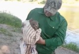 Чёрного коршуна спасли из ловушки на берегу Оки