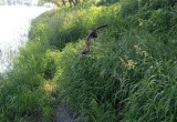 Чёрного коршуна спасли из ловушки на берегу Оки