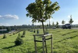 Владислав Шапша поставил новые задачи по благоустройству Яченской набережной