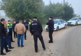 В Калуге оштрафовали владельцев беспризорных коров и лошадей
