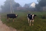В Калуге оштрафовали владельцев беспризорных коров и лошадей