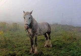 В Калуге оштрафовали владельцев беспризорных коров и лошадей