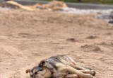 Жители домов в микрорайоне Кубяка софинансировали ремонт своих дорог