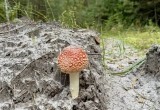 Большая Калужская тропа стала непрерывным маршрутом длиной 245 километров