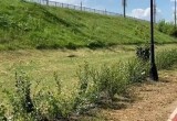 Посадили - и не забыли: новые деревья в Калуге пошли в рост