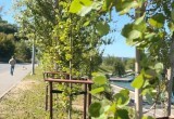 Посадили - и не забыли: новые деревья в Калуге пошли в рост