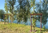 Посадили - и не забыли: новые деревья в Калуге пошли в рост