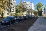 Посадили - и не забыли: новые деревья в Калуге пошли в рост