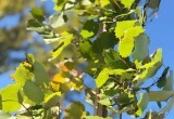 Посадили - и не забыли: новые деревья в Калуге пошли в рост