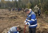 Шесть тысяч саженцев дали старт новому сосновому лесу в Калужской области 
