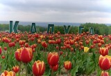 Калужская область вошла в тройку лидеров России по производству цветов