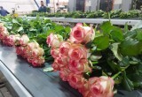 Калужская область вошла в тройку лидеров России по производству цветов