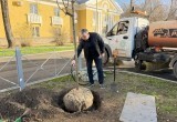 На бульваре Чичерина в Калуге высадили взрослые клёны