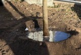 На бульваре Чичерина в Калуге высадили взрослые клёны