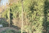 На бульваре Чичерина в Калуге высадили взрослые клёны