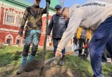 В Калуге высадили новые липы рядом с Палатами Коробовых