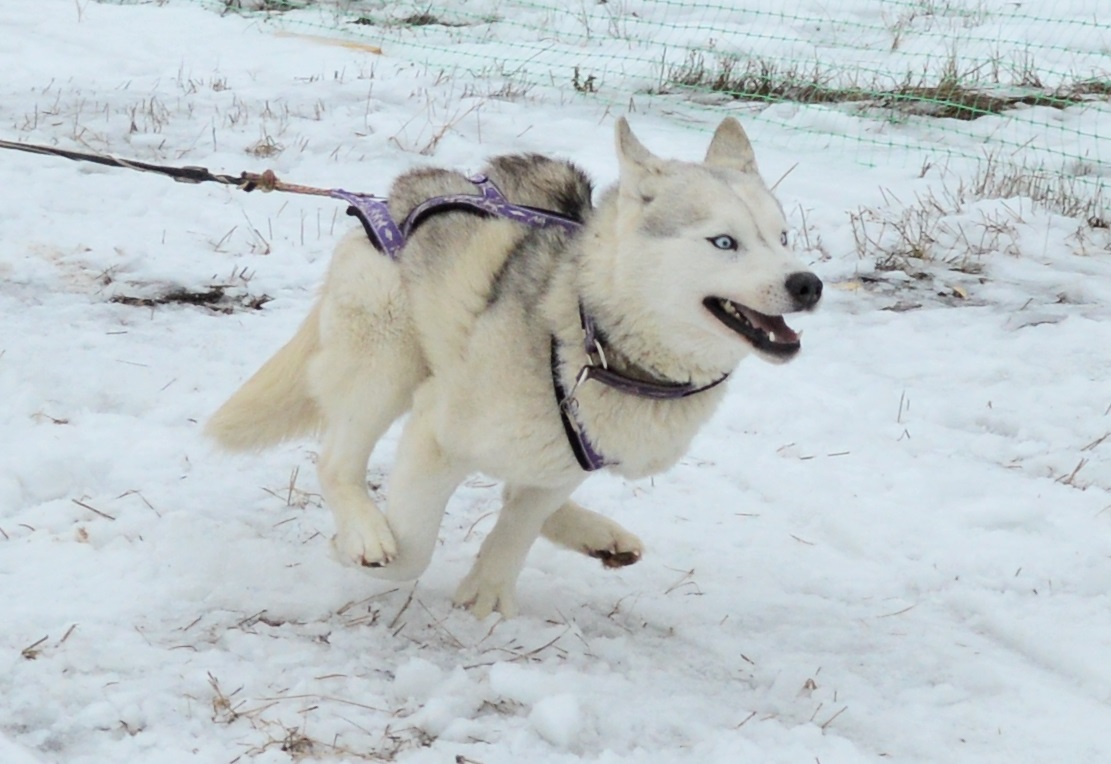 1 февраля в Боровском районе Калужской области прошли традиционные гонки на собачьих упряжках. 